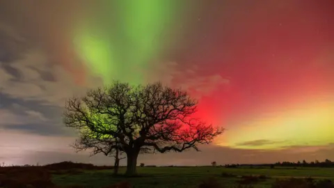 Northern Lights glowing green, pink and yellow over Lyndhurst, Hampshire, with a tree in the foreground