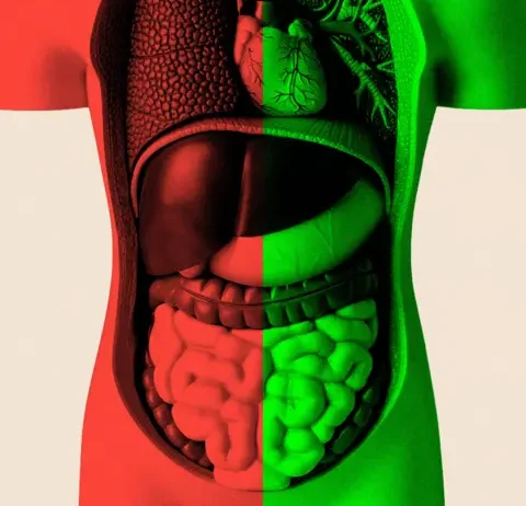 Illustration of the human digestive system, highlighting the gut where the microbiome resides
